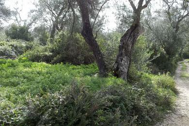 Land For Sale - KOUSPADES, CORFU