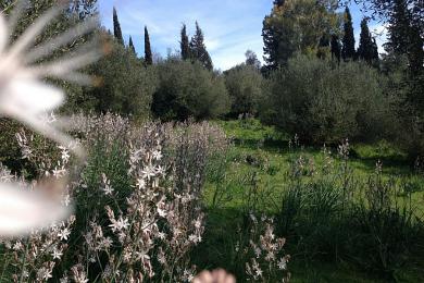 Land For Sale - GOUVIA, CORFU