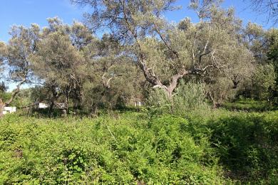 Land For Sale - ACHARAVI, CORFU