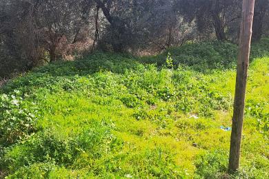 Land For Sale - AFLIOTES, CORFU