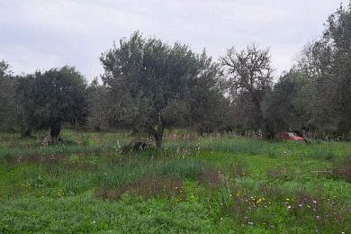 Agricultural Land Plot For Sale - SOUTH CORFU, CORFU