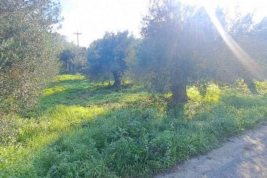 Agricultural Land Plot For Sale - MARATHIAS, CORFU