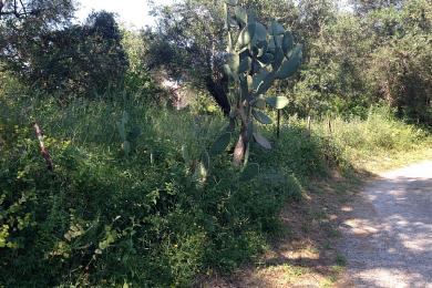Land For Sale - GASTOURI, CORFU