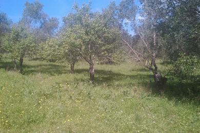 Land For Sale - GIANNADES, CORFU